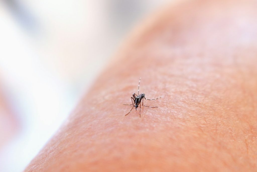 Mosquitoes & Flies